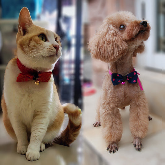 Pet accessories - bow